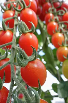 Cupid: Tomato. Lycopersicon esculentum Cupido, Red coloured tomat