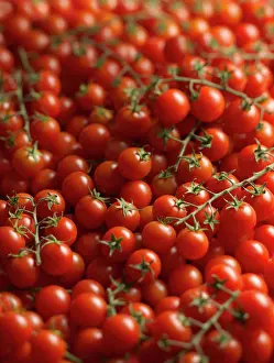 Flavoring: Tomato, Lycopersicon esculentum Gardeners Delight