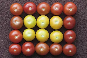 Tomato: Tomato, Lycopersicon esculentum Gardeners Delight
