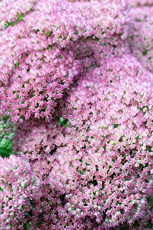Sedum: Tomato, Lycopersicon, Lycopersicon esculentum Sweet