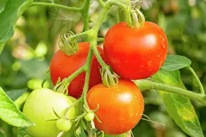 Vegetables: Tomato Matina