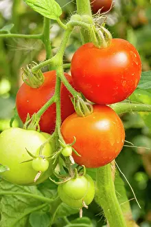 Vegetables: Tomato Matina