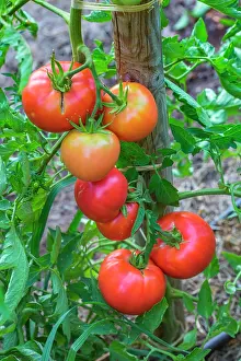 Monte: Tomato Monte Carlo, Provence, France