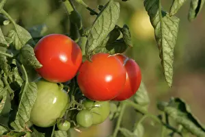 Allotment: Tomato plant - showing growth / development of