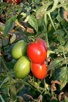 Allotment: Tomato plant - showing growth / development of
