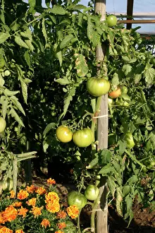 Allotment: Tomato plant with unripe, green fruit - growing