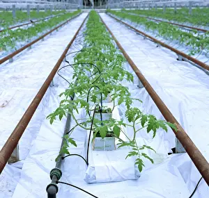Greenhouses: Tomato plants in greenhouse