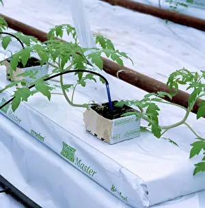 Greenhouses: Tomato plants in greenhouse