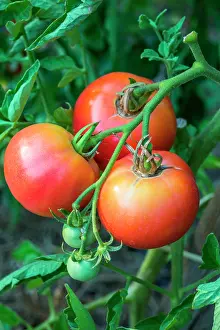 Lycopersicon: Tomato Rose de Berne, Provence, France