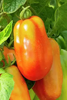 Vegetables: Tomato San Marzano