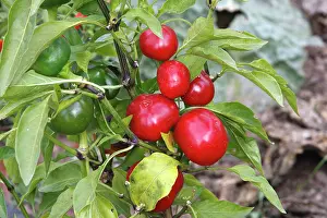 Peppers: Tomato shaped red peppers / pimentos