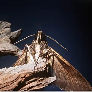 Donna Dickson: TOMATO SPHINX MOTH