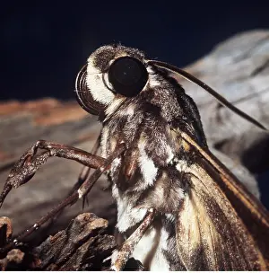 Donna Dickson: Tomato Sphinx Moth - head
