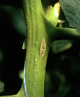 Root: Tomato stem infection