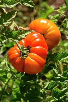 Lycopersicon: Tomato Sungold, Provence, France