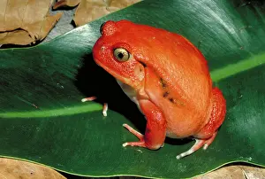 Antongilii: Tomato toad