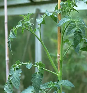Tomato: Tomato vine