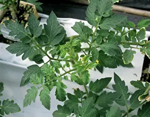 Tomato: Tomato yellow leaf curl virus
