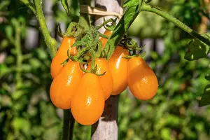 Lycopersicon: Tomato Yellow Pearshaped, Provence, France