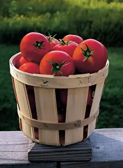 Lycopersicon: Tomatoes