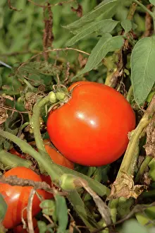 Asteridae: Tomatoes, Crista Variety