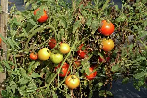 Asteridae: Tomatoes, Crista Variety