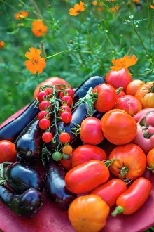 Cluster: Tomatoes and eggplants in a kitchen garden, Provence