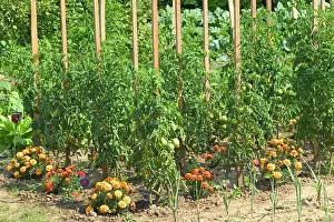 Allotment: Tomatoes growing in Allotment / Vegetable Garden
