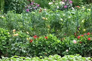 Allotment: Tomatoes growing in Allotment / Vegetable Garden