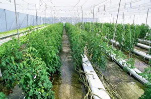 Hydroponics: Tomatoes - growing - using hydroponics
