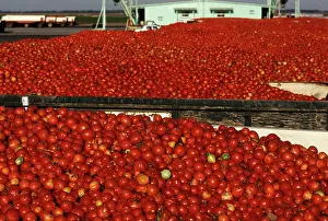 Trucks: Tomatoes loaded into trucks