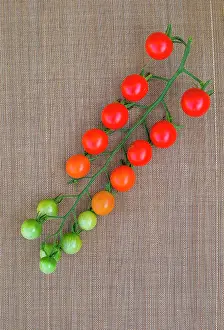 Tomatoes: Tomatoes Supersweet 100, Provence, France