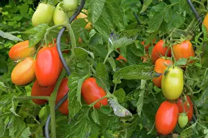 Lycopersicum: Tomatos - ripe and green Tomato fruits hanging