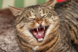 Opened: Tomcat yawning