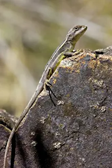 Agamidae: Tommy round head dragon