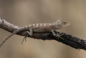 Agamid: Tommy Roundhead Dragon Lizard