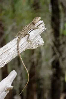 Agamidae: Tommy roundhead lizard