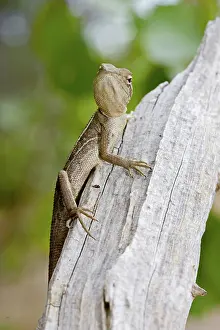 Agamidae: Tommy roundhead lizard