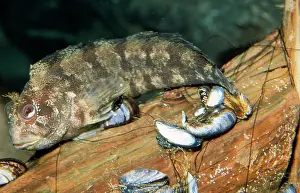 Blennys: TOMPOT BLENNY - ON MUSSELS
