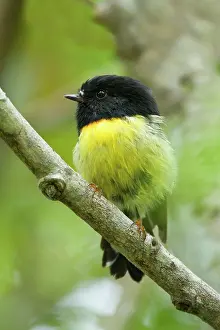 Petroica: Tomtit - sitting on a branch in temperate rainforest