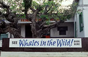 Advertisement: Tonga, South Pacific - Whale watching advertisement