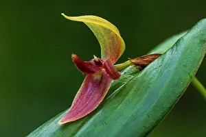 Antioquia: Tongue-Like Lip Pleurothallis, orchid, Antioquia, Colombia