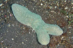 030822: Tongue Mushroom Coral - in process of splitting - Kubu, Tula