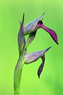 Extremadura: Tongue Orchid