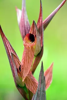 Serapias: Tongue orchid - in flower