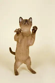 Tonkinese: Tonkinese cat, 4 months, male, Seal Sepia, stands