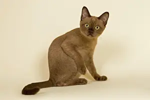 Tonkinese: Tonkinese cat, 4 months, male, Seal Sepia Tokanese