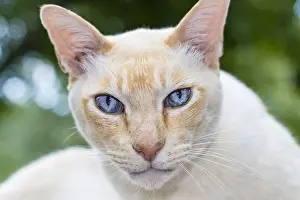 Tonkinese: Tonkinese Cat - Norfolk UK