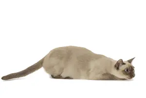 Tonkinese: Tonkinese Cat (Siamese and Burmese cross)