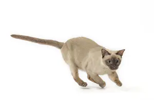 Tonkinese: Tonkinese Cat (Siamese and Burmese cross)